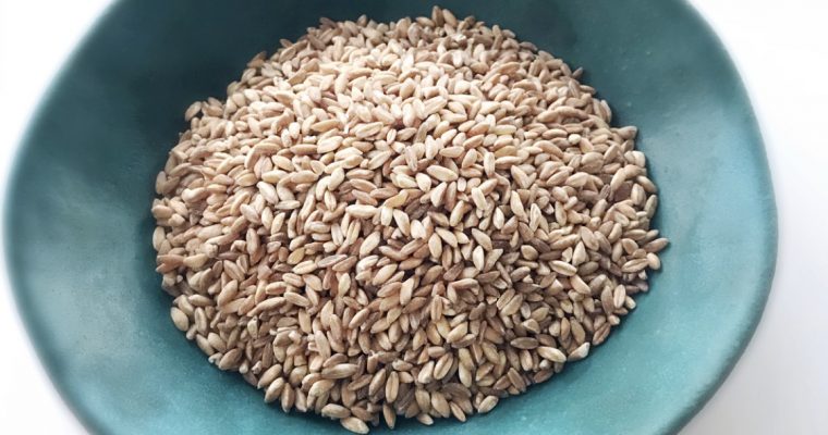 LA ESPELTA: un cereal antiguo