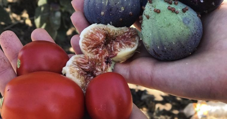 EL TOMATE Y EL LICOPENO
